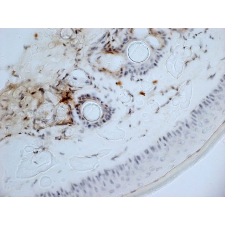 Immunohistochemistry - Anti-CD13 Antibody [ER-BMDM1] (A280354) - Antibodies.com