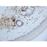 Immunohistochemistry - Anti-CD13 Antibody [ER-BMDM1] (A280354) - Antibodies.com