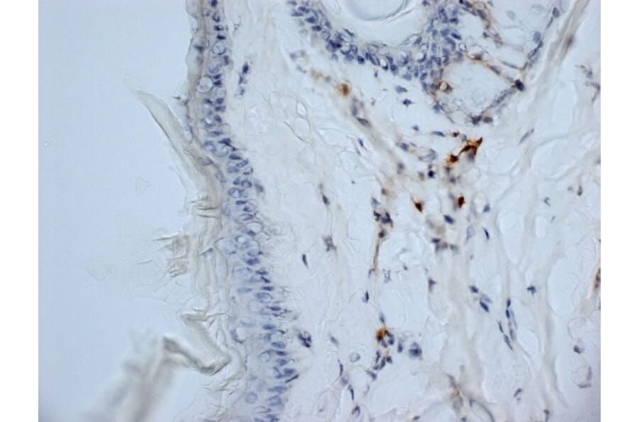 Immunohistochemistry - Anti-CD13 Antibody [ER-BMDM1] (A280354) - Antibodies.com