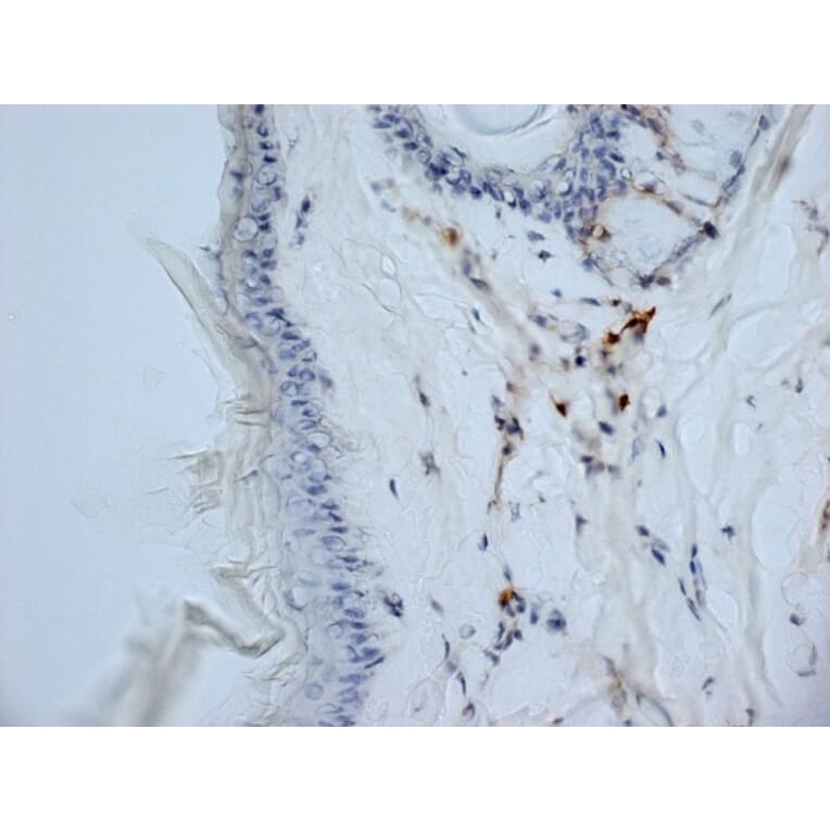 Immunohistochemistry - Anti-CD13 Antibody [ER-BMDM1] (A280354) - Antibodies.com