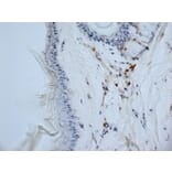 Immunohistochemistry - Anti-CD13 Antibody [ER-BMDM1] (A280354) - Antibodies.com