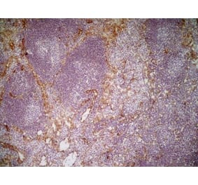 Immunohistochemistry - Anti-CD31 Antibody [ER-MP12] (A280366) - Antibodies.com