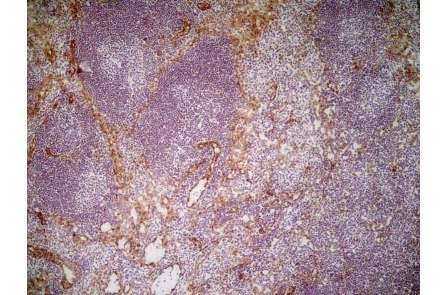 Immunohistochemistry - Anti-CD31 Antibody [ER-MP12] (A280366) - Antibodies.com