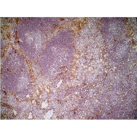 Immunohistochemistry - Anti-CD31 Antibody [ER-MP12] (A280366) - Antibodies.com