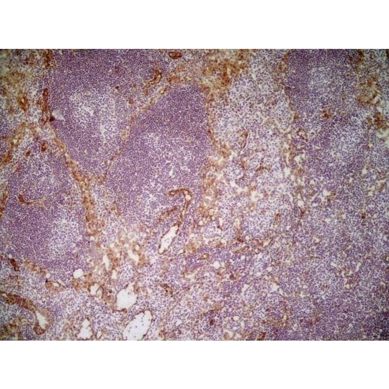 Immunohistochemistry - Anti-CD31 Antibody [ER-MP12] (A280366) - Antibodies.com