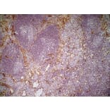 Immunohistochemistry - Anti-CD31 Antibody [ER-MP12] (A280366) - Antibodies.com