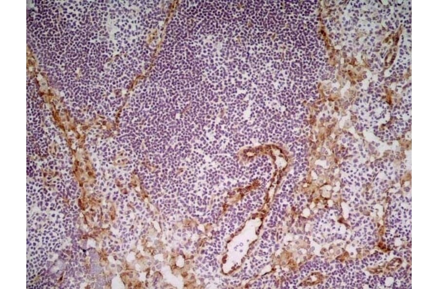 Immunohistochemistry - Anti-CD31 Antibody [ER-MP12] (A280366) - Antibodies.com