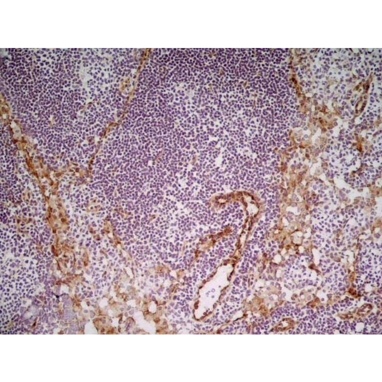 Immunohistochemistry - Anti-CD31 Antibody [ER-MP12] (A280366) - Antibodies.com