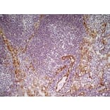 Immunohistochemistry - Anti-CD31 Antibody [ER-MP12] (A280366) - Antibodies.com