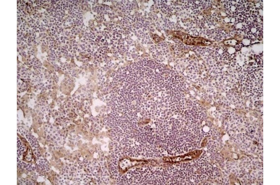 Immunohistochemistry - Anti-CD31 Antibody [ER-MP12] (A280366) - Antibodies.com