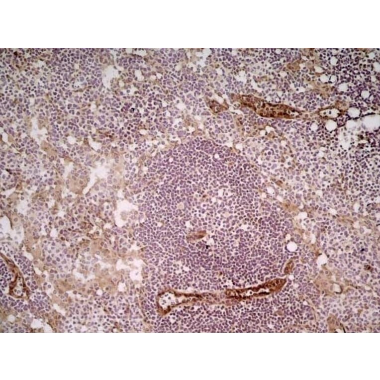Immunohistochemistry - Anti-CD31 Antibody [ER-MP12] (A280366) - Antibodies.com