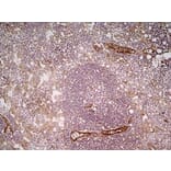 Immunohistochemistry - Anti-CD31 Antibody [ER-MP12] (A280366) - Antibodies.com