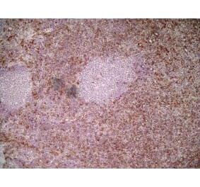Immunohistochemistry - Anti-Ly6c Antibody [ER-MP20] (A280372) - Antibodies.com