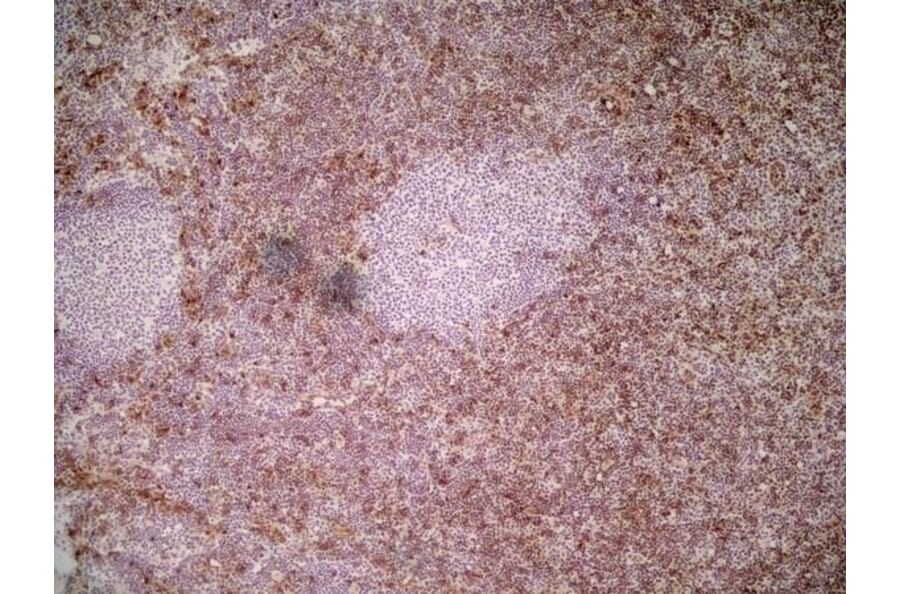 Immunohistochemistry - Anti-Ly6c Antibody [ER-MP20] (A280372) - Antibodies.com