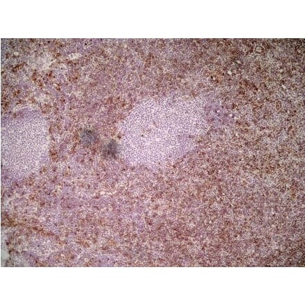 Immunohistochemistry - Anti-Ly6c Antibody [ER-MP20] (A280372) - Antibodies.com