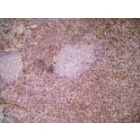 Immunohistochemistry - Anti-Ly6c Antibody [ER-MP20] (A280372) - Antibodies.com