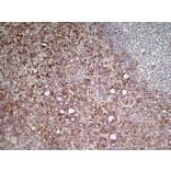 Immunohistochemistry - Anti-Ly6c Antibody [ER-MP20] (A280372) - Antibodies.com