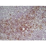 Immunohistochemistry - Anti-Ly6c Antibody [ER-MP20] (A280372) - Antibodies.com