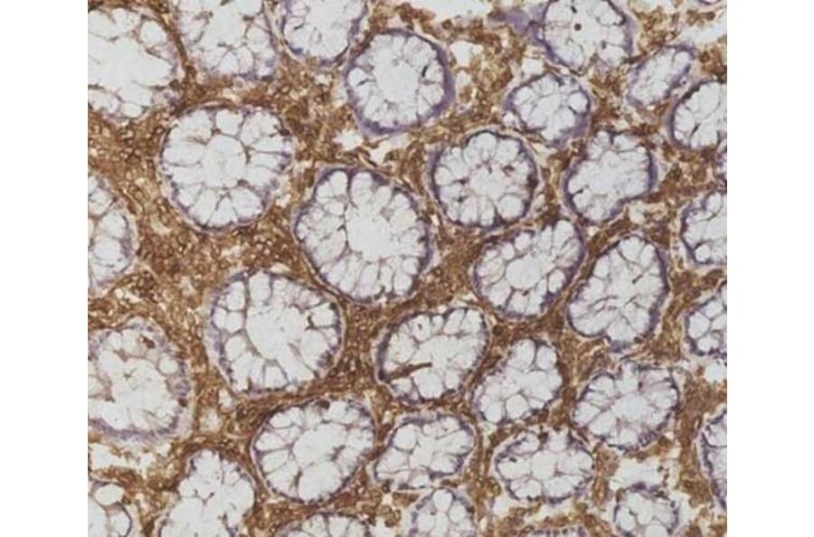 Immunohistochemistry - Anti-CD45 Antibody [F10-89-4] (A280409) - Antibodies.com