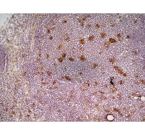 Immunohistochemistry - Anti-CD68 Antibody [FA-11] (A280454) - Antibodies.com