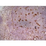 Immunohistochemistry - Anti-CD68 Antibody [FA-11] (A280454) - Antibodies.com