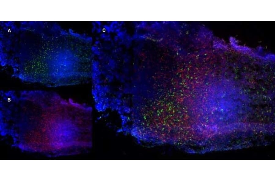 Immunofluorescence  - Anti-CD68 Antibody [FA-11] (A280454) - Antibodies.com