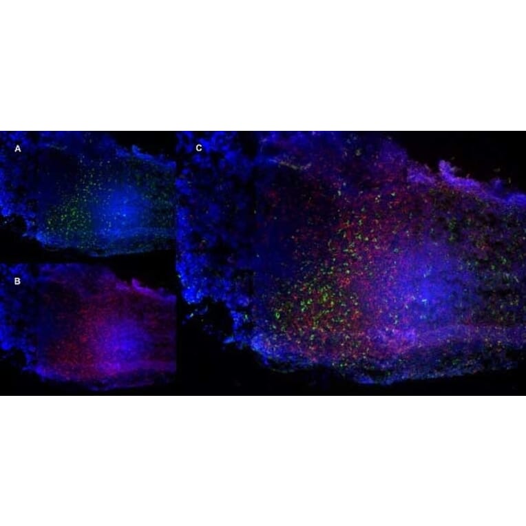 Immunofluorescence  - Anti-CD68 Antibody [FA-11] (A280454) - Antibodies.com