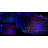 Immunofluorescence  - Anti-CD68 Antibody [FA-11] (A280454) - Antibodies.com