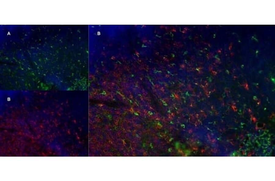 Immunofluorescence  - Anti-CD68 Antibody [FA-11] (A280454) - Antibodies.com