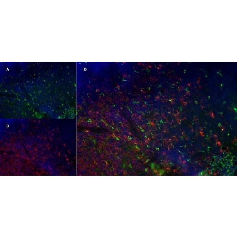 Immunofluorescence  - Anti-CD68 Antibody [FA-11] (A280454) - Antibodies.com