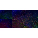 Immunofluorescence  - Anti-CD68 Antibody [FA-11] (A280454) - Antibodies.com