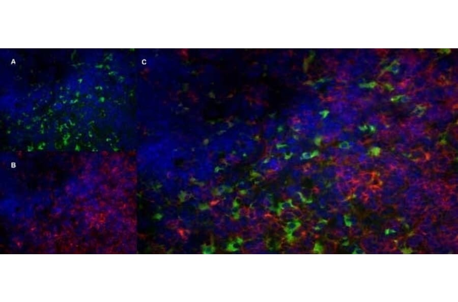 Immunofluorescence  - Anti-CD68 Antibody [FA-11] (A280454) - Antibodies.com