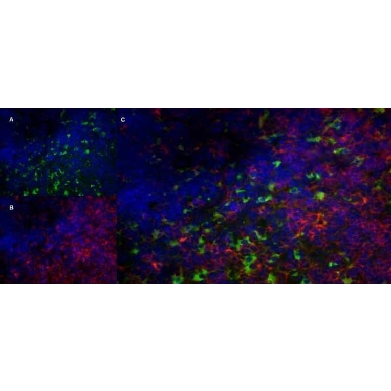 Immunofluorescence  - Anti-CD68 Antibody [FA-11] (A280454) - Antibodies.com