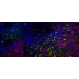 Immunofluorescence  - Anti-CD68 Antibody [FA-11] (A280454) - Antibodies.com