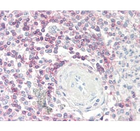 Immunohistochemistry - Anti-CD62L Antibody [FMC46] (A280480) - Antibodies.com