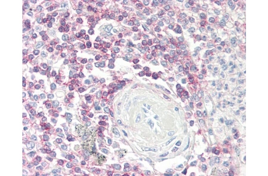 Immunohistochemistry - Anti-CD62L Antibody [FMC46] (A280480) - Antibodies.com