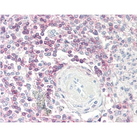 Immunohistochemistry - Anti-CD62L Antibody [FMC46] (A280480) - Antibodies.com