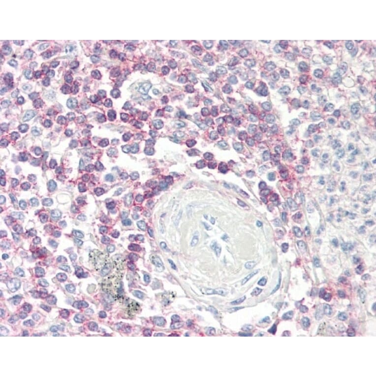 Immunohistochemistry - Anti-CD62L Antibody [FMC46] (A280480) - Antibodies.com