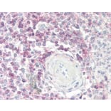 Immunohistochemistry - Anti-CD62L Antibody [FMC46] (A280480) - Antibodies.com