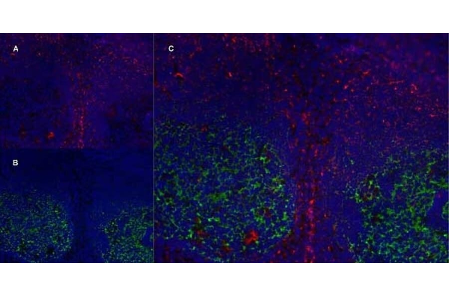 Immunofluorescence  - Anti-CD83 Antibody [HB15e] (A280573) - Antibodies.com