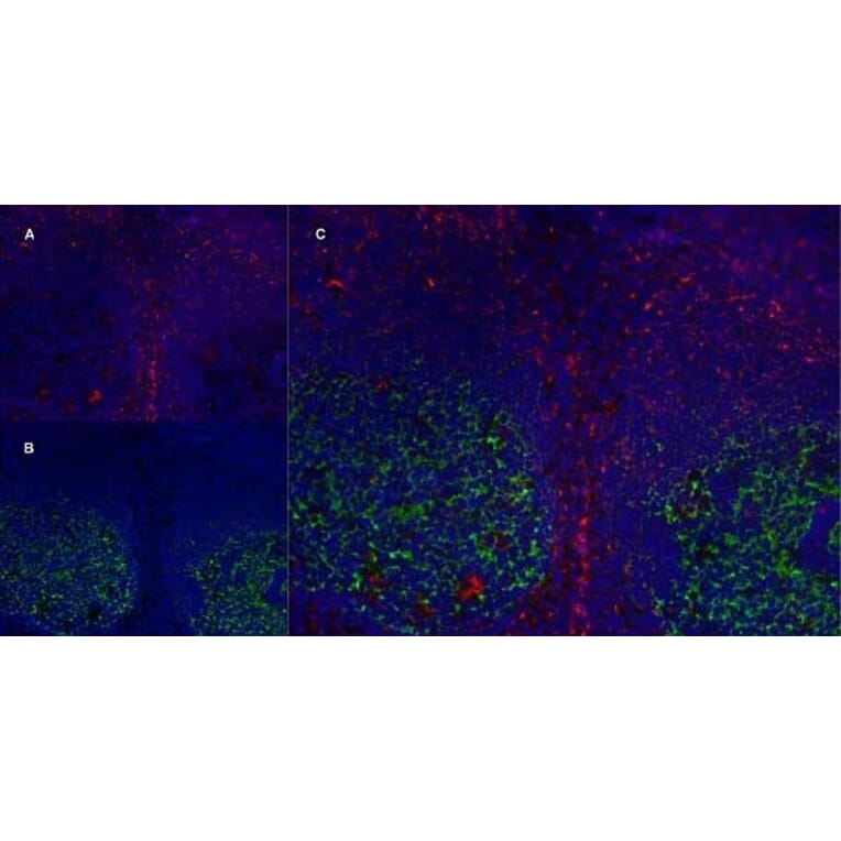 Immunofluorescence  - Anti-CD83 Antibody [HB15e] (A280573) - Antibodies.com