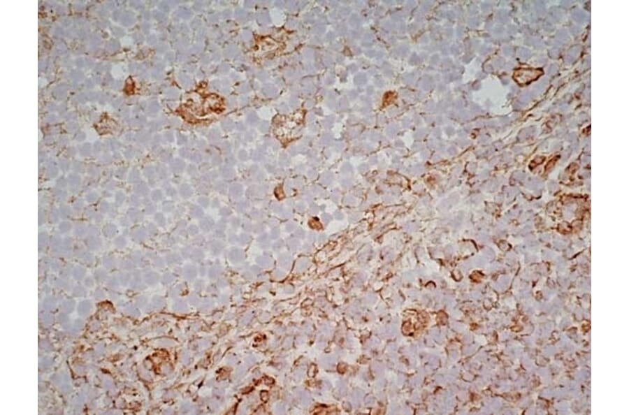 Immunohistochemistry - Anti-CD83 Antibody [HB15e] (A280573) - Antibodies.com