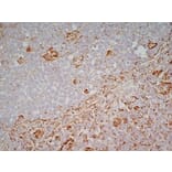 Immunohistochemistry - Anti-CD83 Antibody [HB15e] (A280573) - Antibodies.com