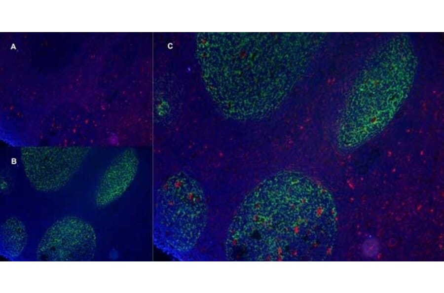 Immunofluorescence  - Anti-CD83 Antibody [HB15e] (A280573) - Antibodies.com