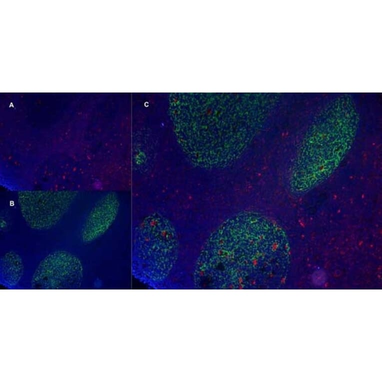 Immunofluorescence  - Anti-CD83 Antibody [HB15e] (A280573) - Antibodies.com