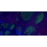 Immunofluorescence  - Anti-CD83 Antibody [HB15e] (A280573) - Antibodies.com