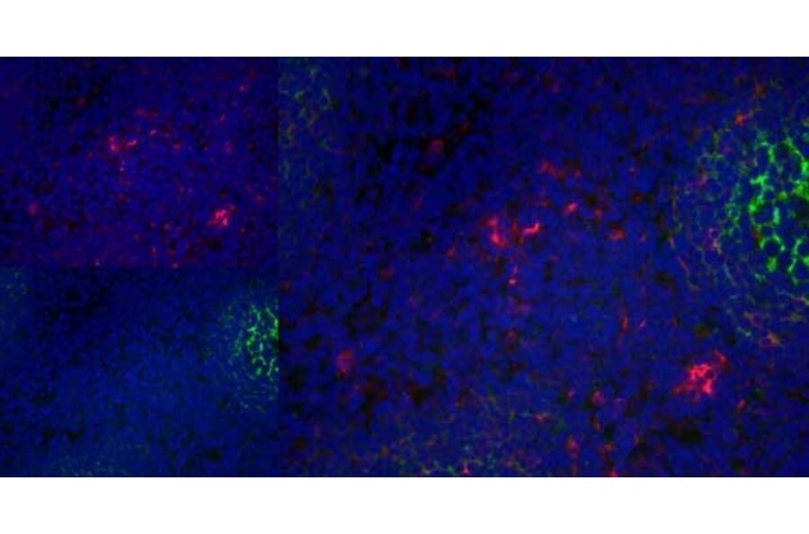 Immunofluorescence  - Anti-CD83 Antibody [HB15e] (A280573) - Antibodies.com