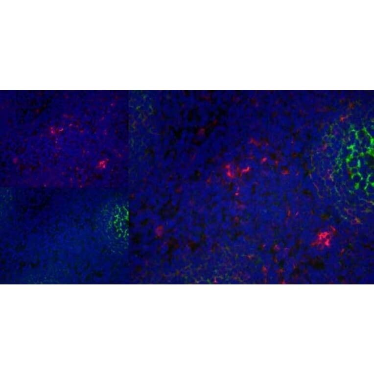 Immunofluorescence  - Anti-CD83 Antibody [HB15e] (A280573) - Antibodies.com