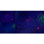 Immunofluorescence  - Anti-CD83 Antibody [HB15e] (A280573) - Antibodies.com