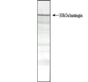 Western Blot - Anti-Huntingtin Antibody [HDB4E10] (A280584) - Antibodies.com